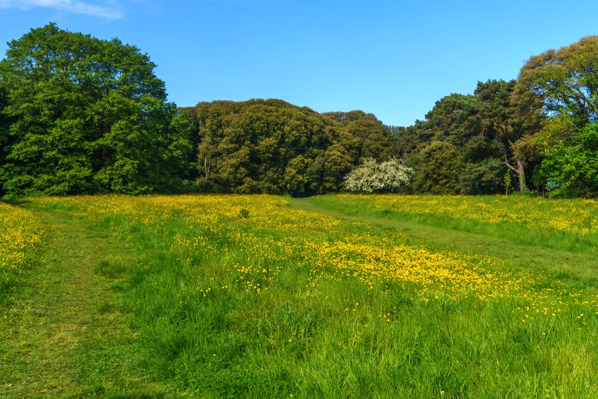 WILD MEADOWS AT SAINT ANNE