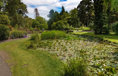  POND - BOTANIC GARDENS 