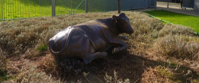  BRONZE COW 