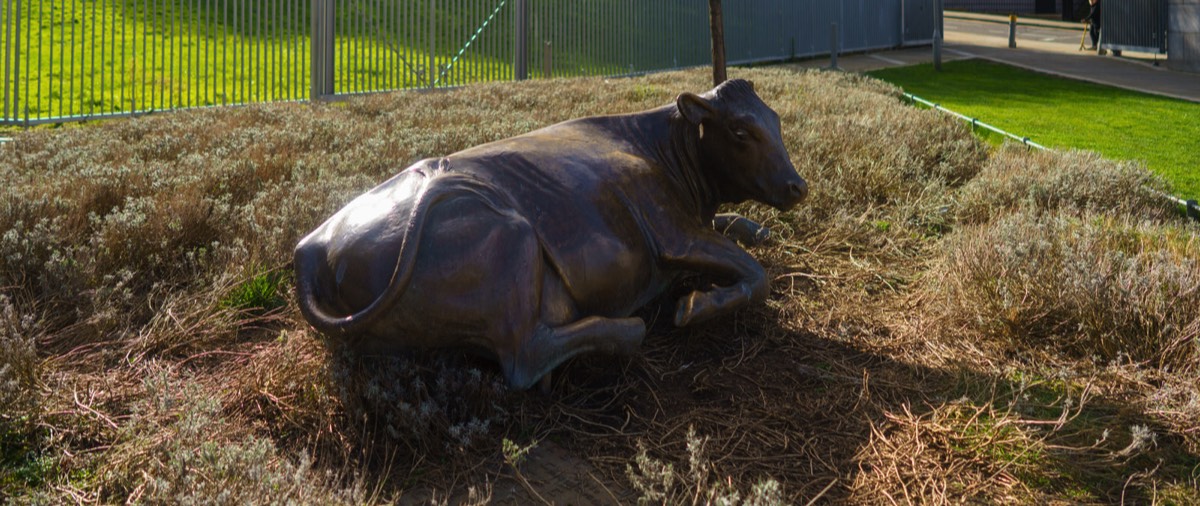 LONELY COW AT WOOD QUAY 002