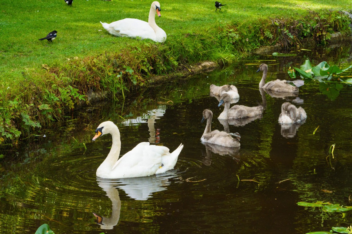 THE SWAN FAMILY 009