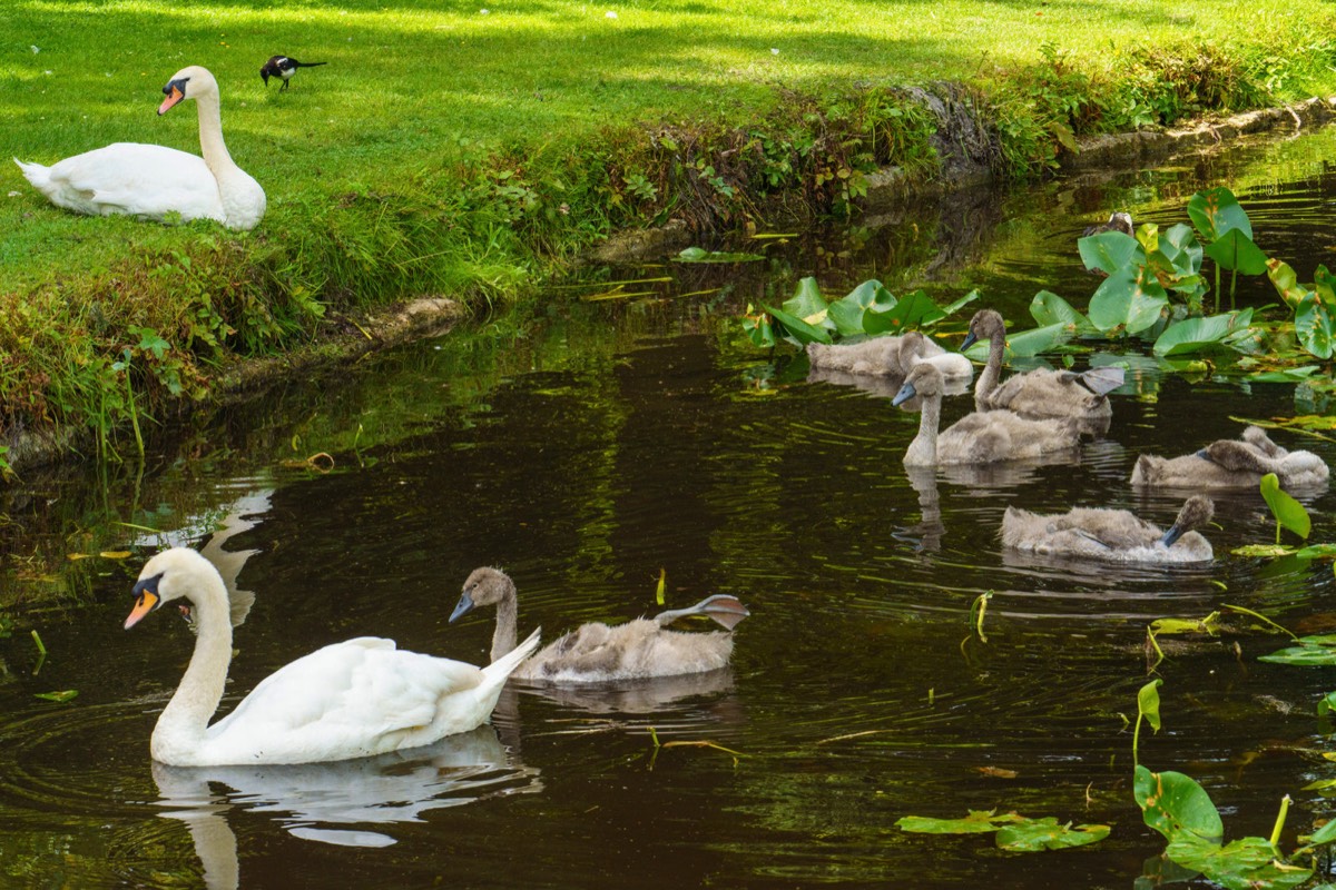THE SWAN FAMILY 010