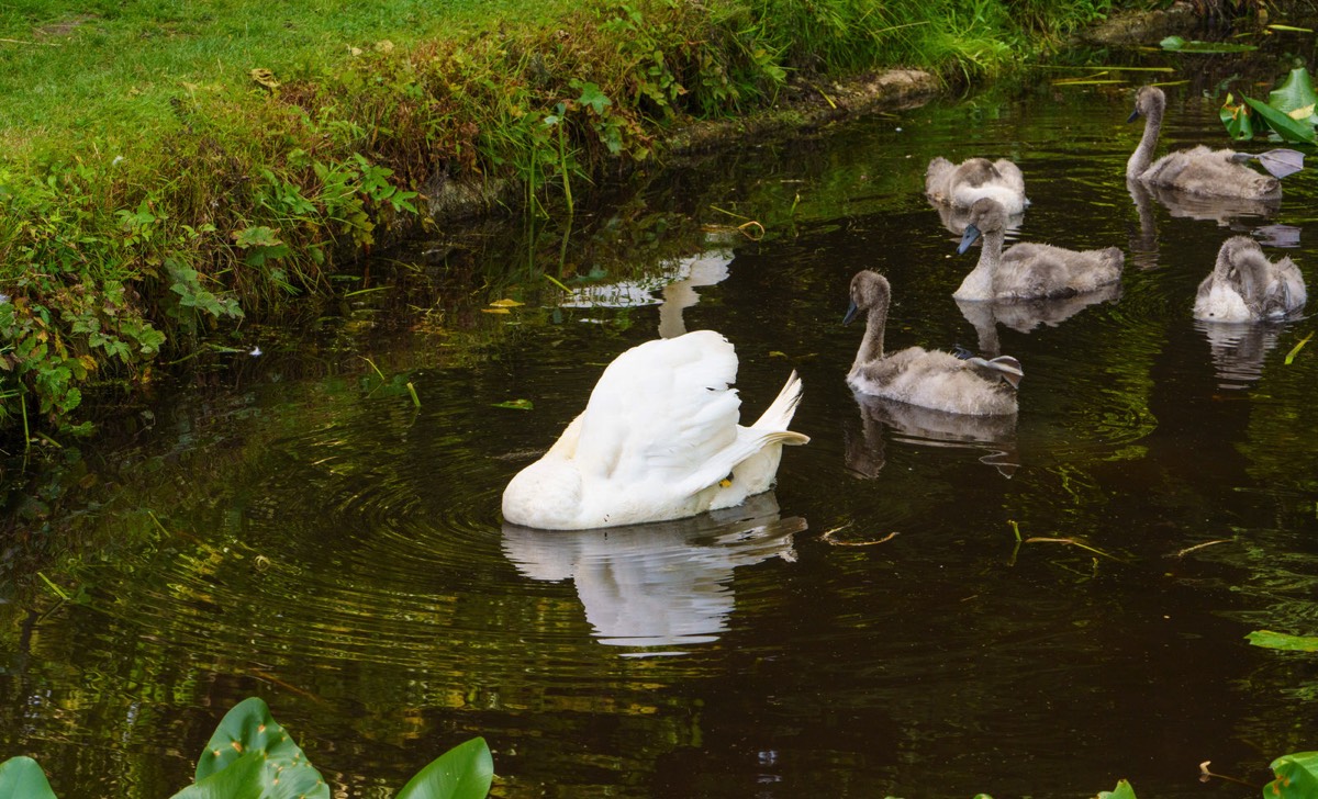 THE SWAN FAMILY 011