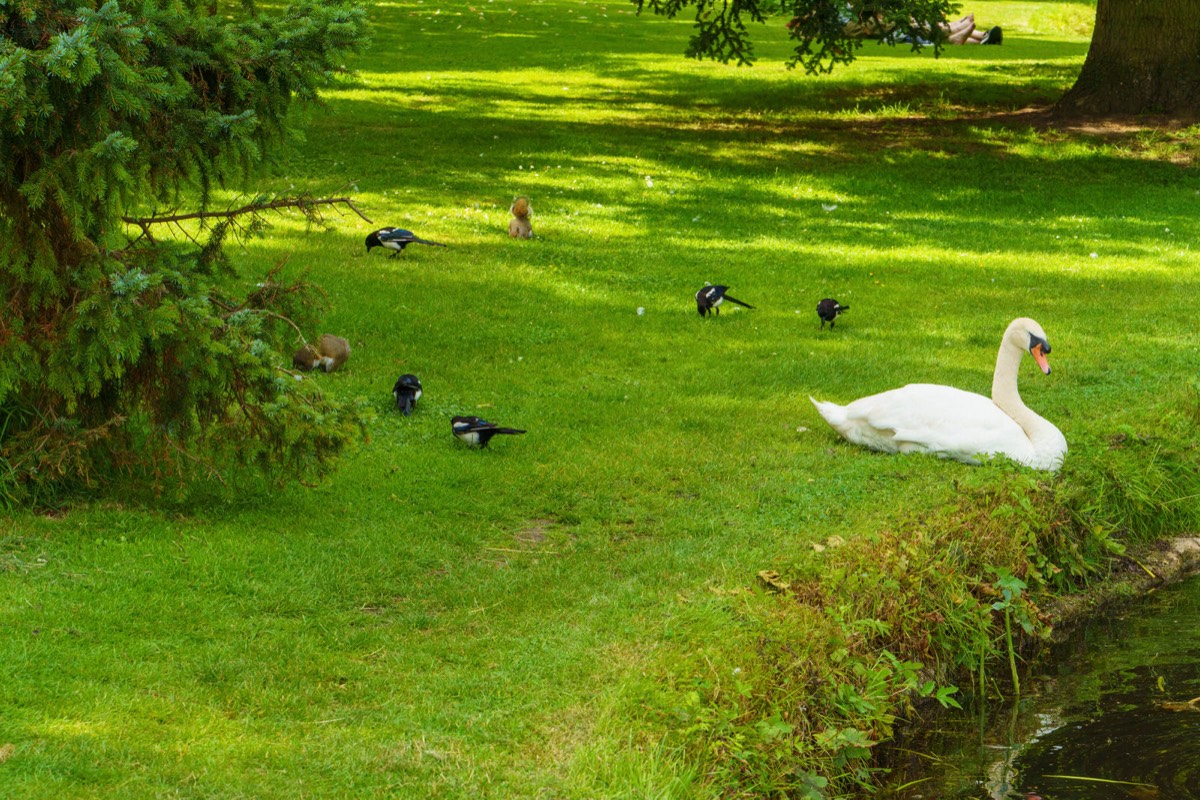 THE SWAN FAMILY 013