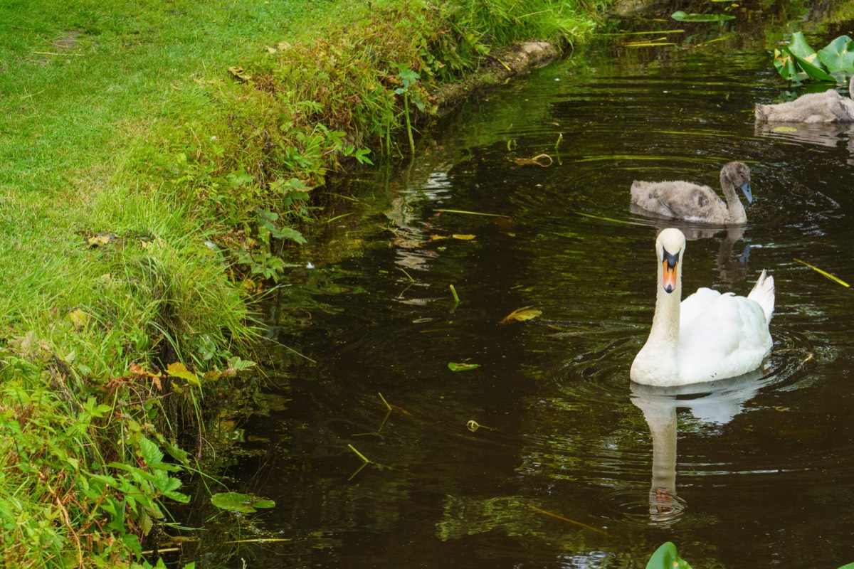 THE SWAN FAMILY 014