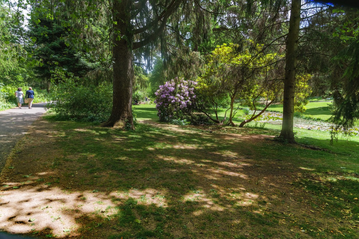 LARGE POND IN THE BOTANIC GARDENS