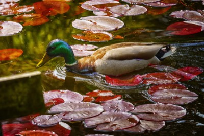  DUCKS ON THE POND 