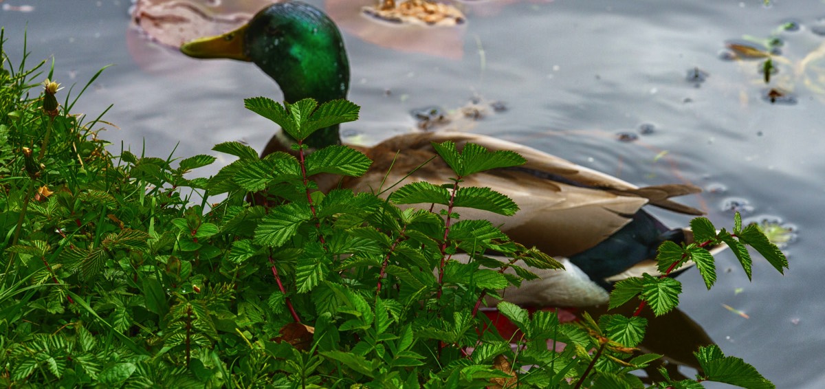 DUCKS ON THE POND 001