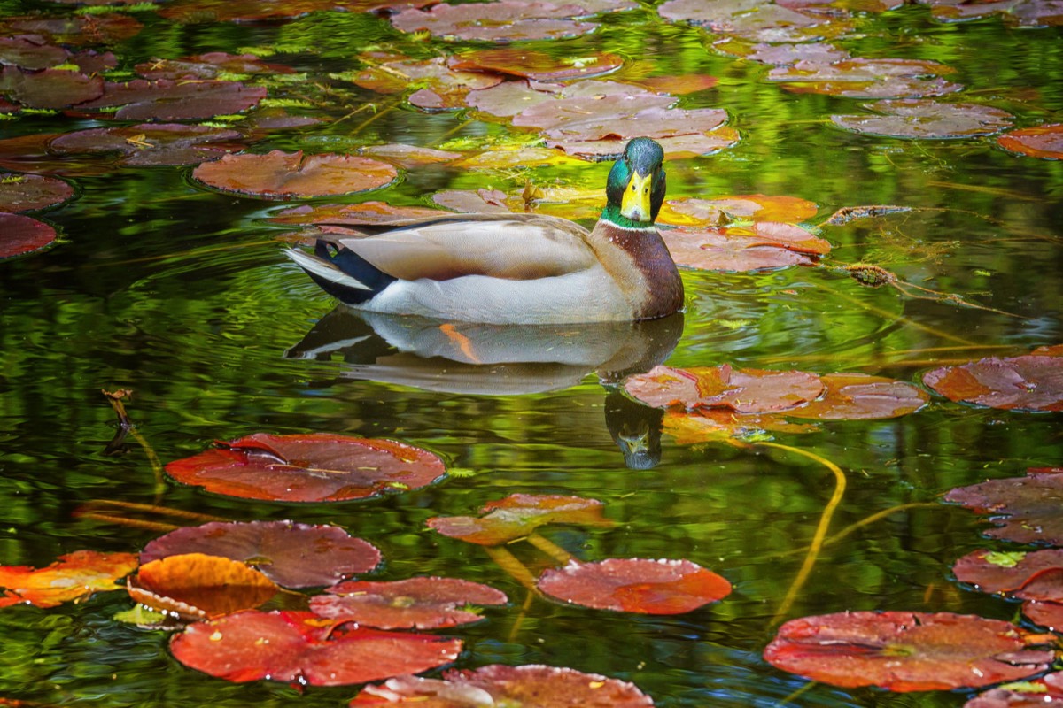 DUCKS ON THE POND 002