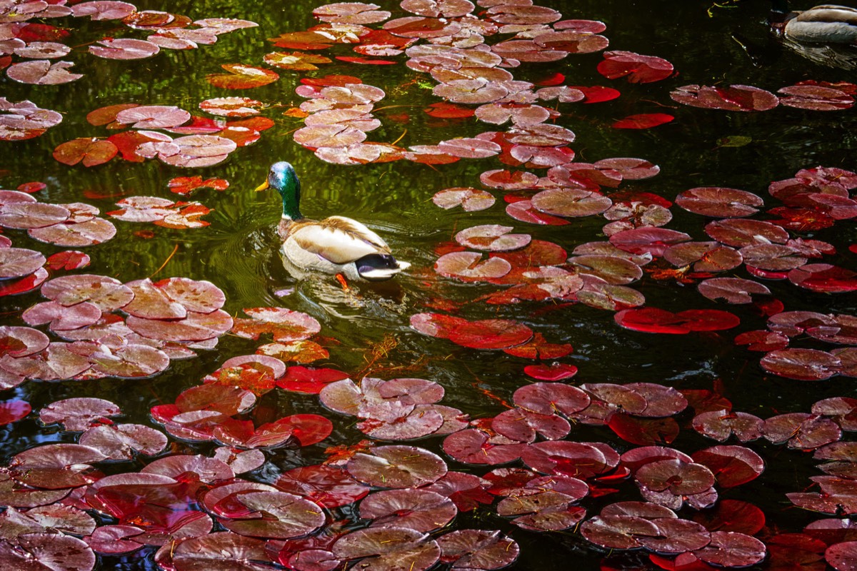 DUCKS ON THE POND 003