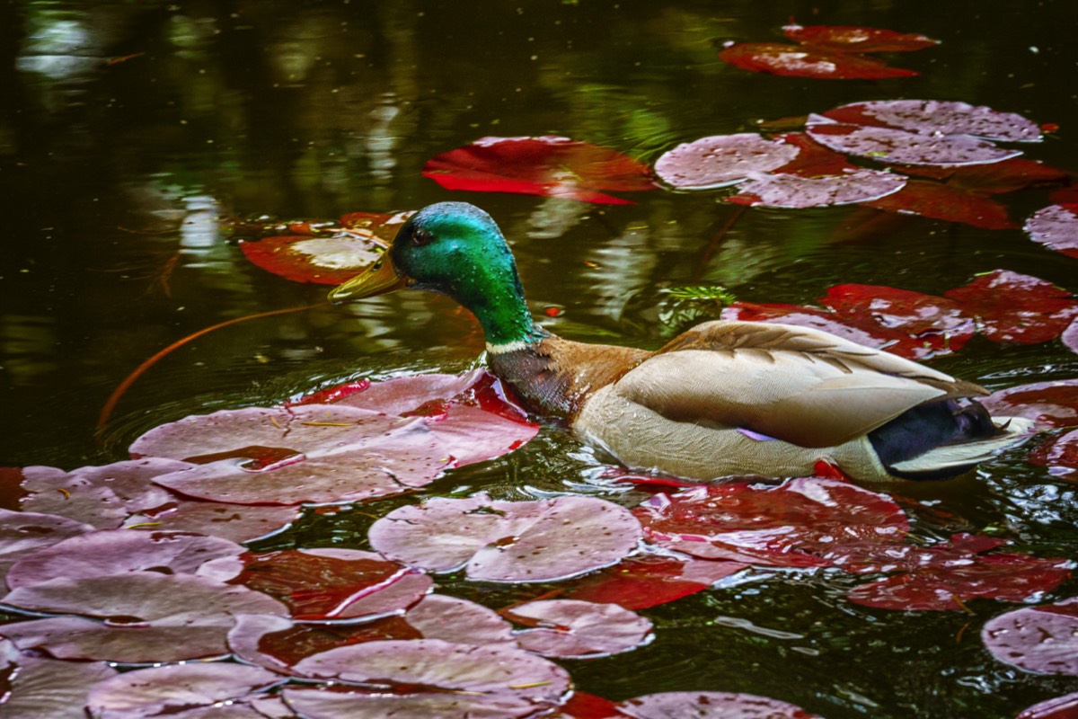 DUCKS ON THE POND 006