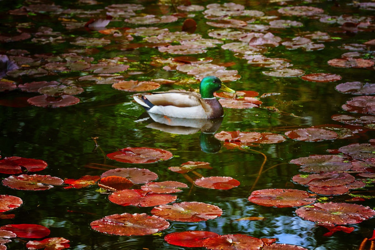 DUCKS ON THE POND 007