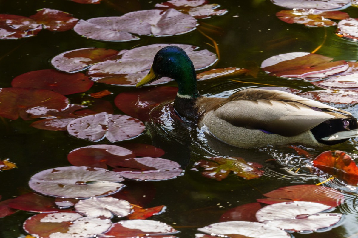 DUCKS ON THE POND 008