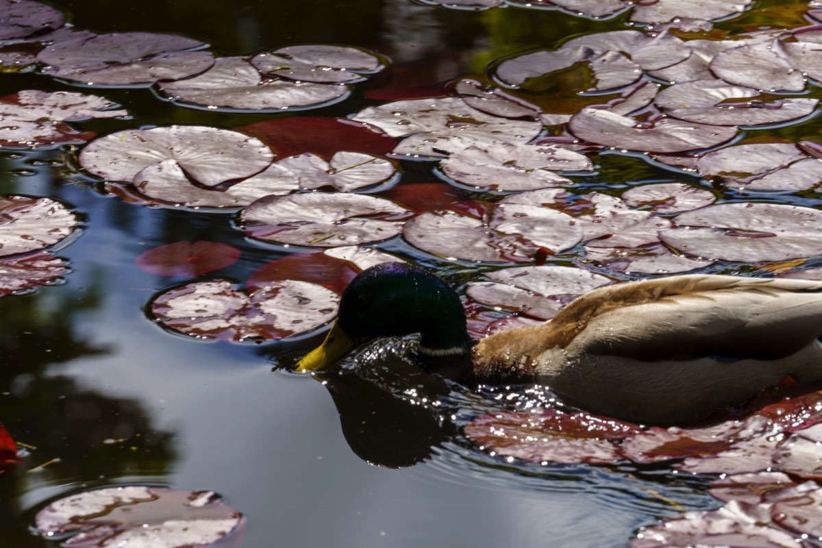 DUCKS ON THE POND 009