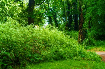  COOLMINE WOODS - I WAS UNAWARE OF THIS PUBLIC FACILITY UNTIL THIS WEEK  