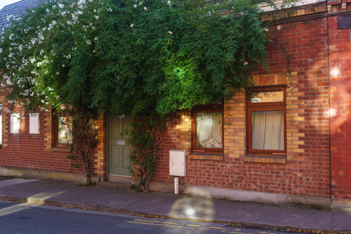 SHOCK - HORROR HUNGRY PLANT EATS DUBLIN HOME  001