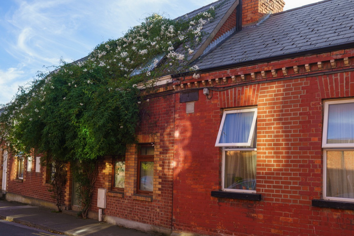 SHOCK - HORROR HUNGRY PLANT EATS DUBLIN HOME  003