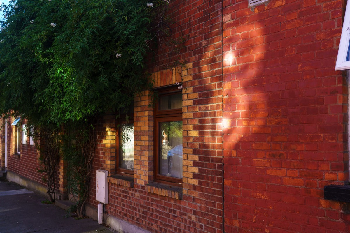 SHOCK - HORROR HUNGRY PLANT EATS DUBLIN HOME  006