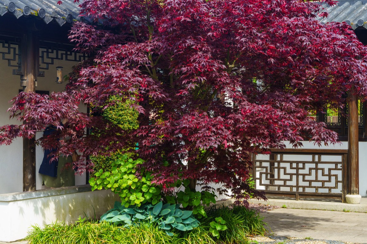 THE IRISH SUZHOU CHINESE GARDEN 006