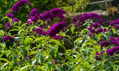  COLOUR OF PLANTS 