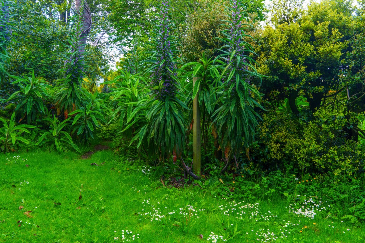 THE WALLED GARDEN AT SAINT ANNE