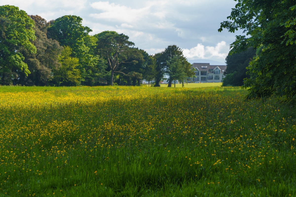 WILD MEADOWS AT SAINT ANNE