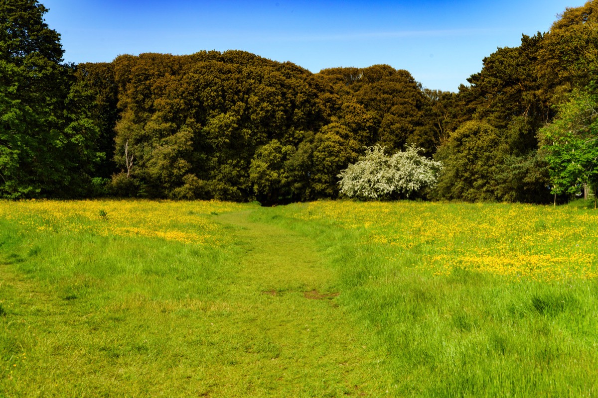 WILD MEADOWS AT SAINT ANNE