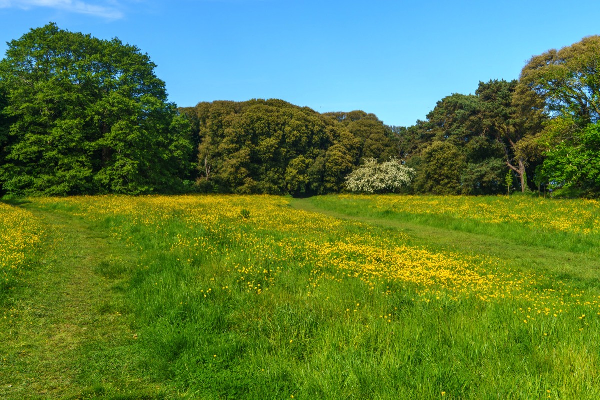 WILD MEADOWS AT SAINT ANNE