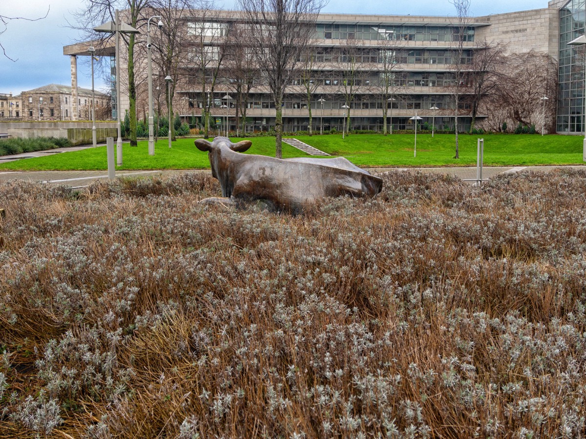 BRONZE COW BY JACKIE McKENNA MOVED FROM WOLFE TONE PARK TO WOOD QUAY  001