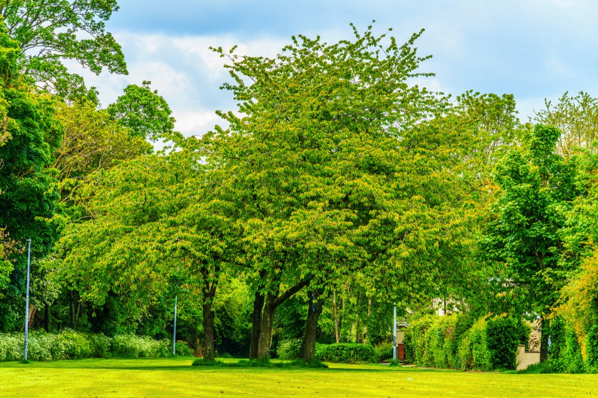 CLONSILLA ROAD NEAR COOLMINE TRAIN STATION 004