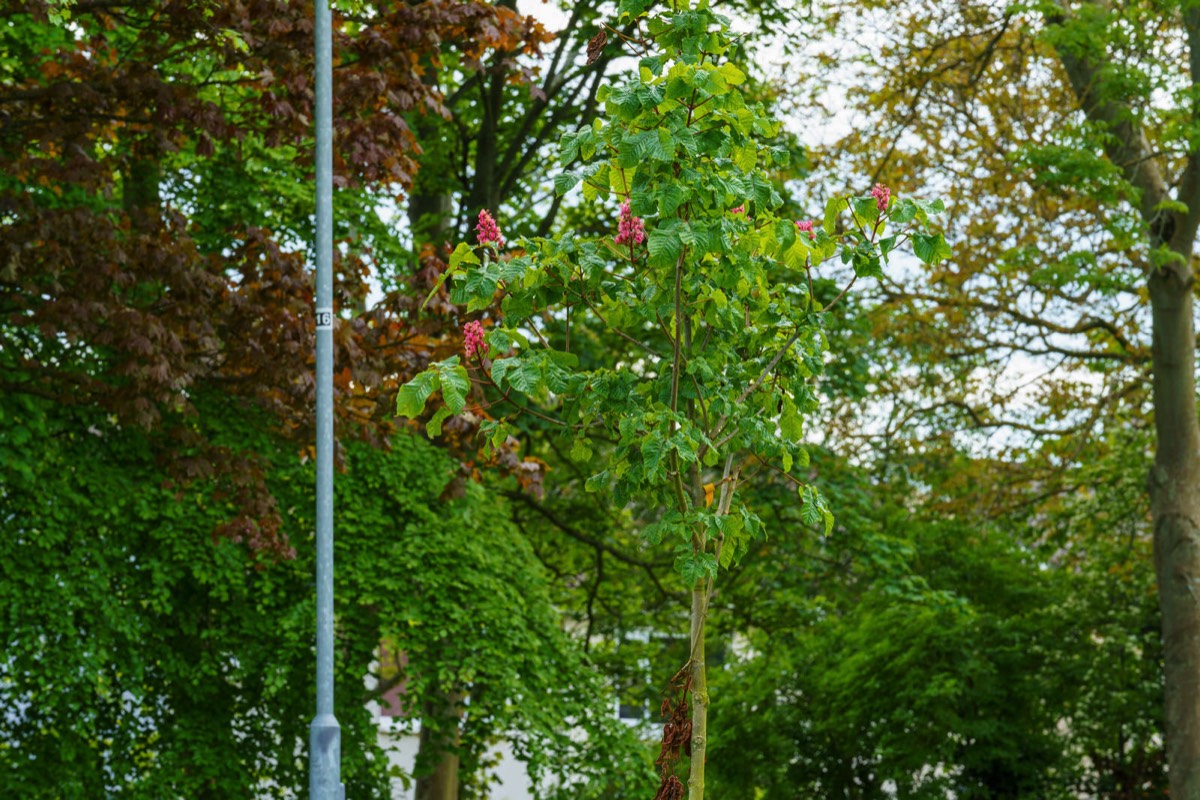 A WALK ALONG COOLMINE ROAD  FROM THE RAILWAY STATION TO CLONSILLA ROAD JUNCTION 001