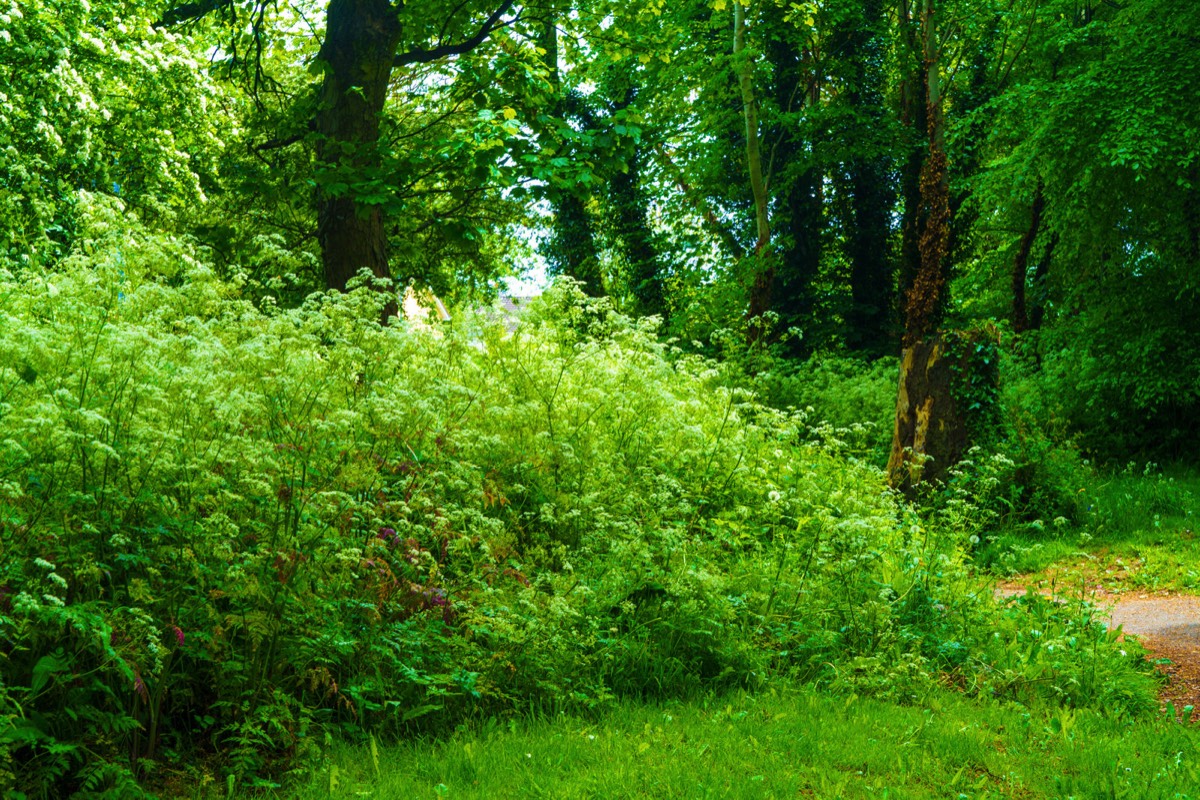COOLMINE WOODS - I WAS UNAWARE OF THIS PUBLIC FACILITY UNTIL THIS WEEK  004
