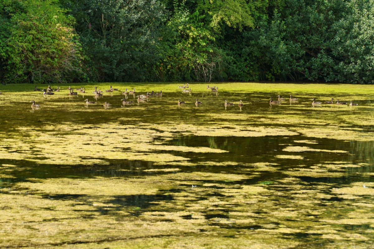   KILKENNY CASTLE DUCK POND 001