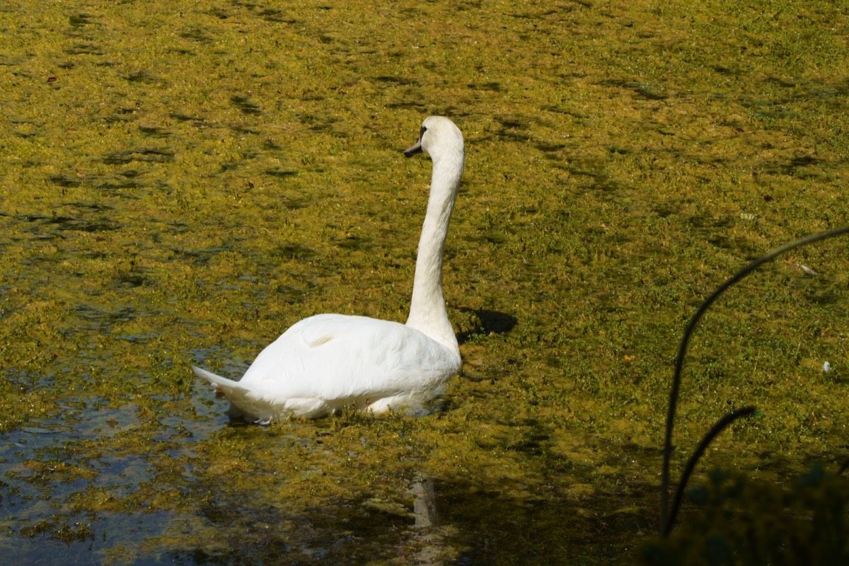 KILKENNY CASTLE DUCK POND 002