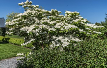 BUTLER HOUSE AND GARDENS