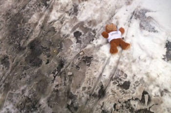 LOST TEDDY