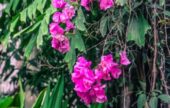 FLOWERS AND PLANTS