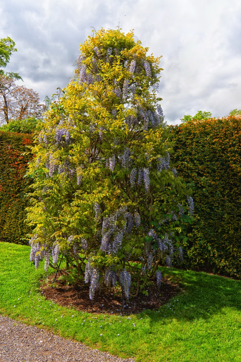 FARMLEIGH ESTATE - HOUSE AND GARDENS  001