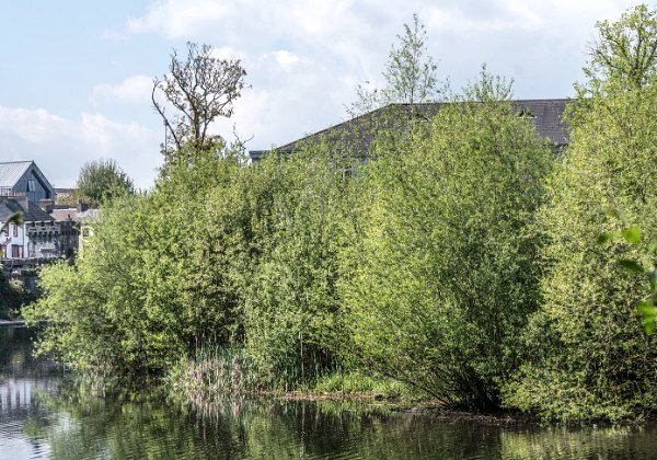 THE RIVER NORE CANAL WALK - 2017