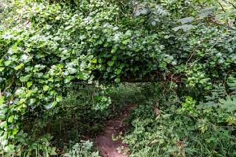 BISHOPSMEADOWS WALK SECTION OF THE NORE LINEAR PARK 004