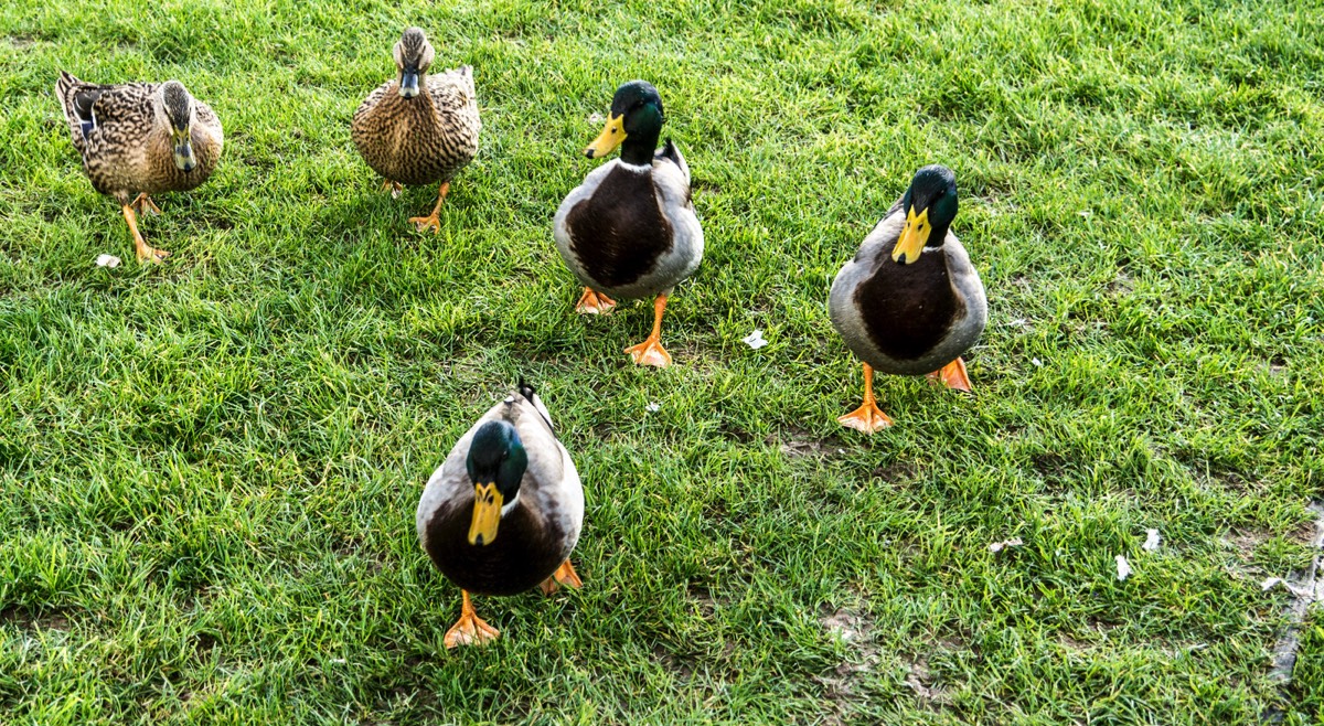 FAMILY OF DUCKS VISIT TRIM CASTLE 001