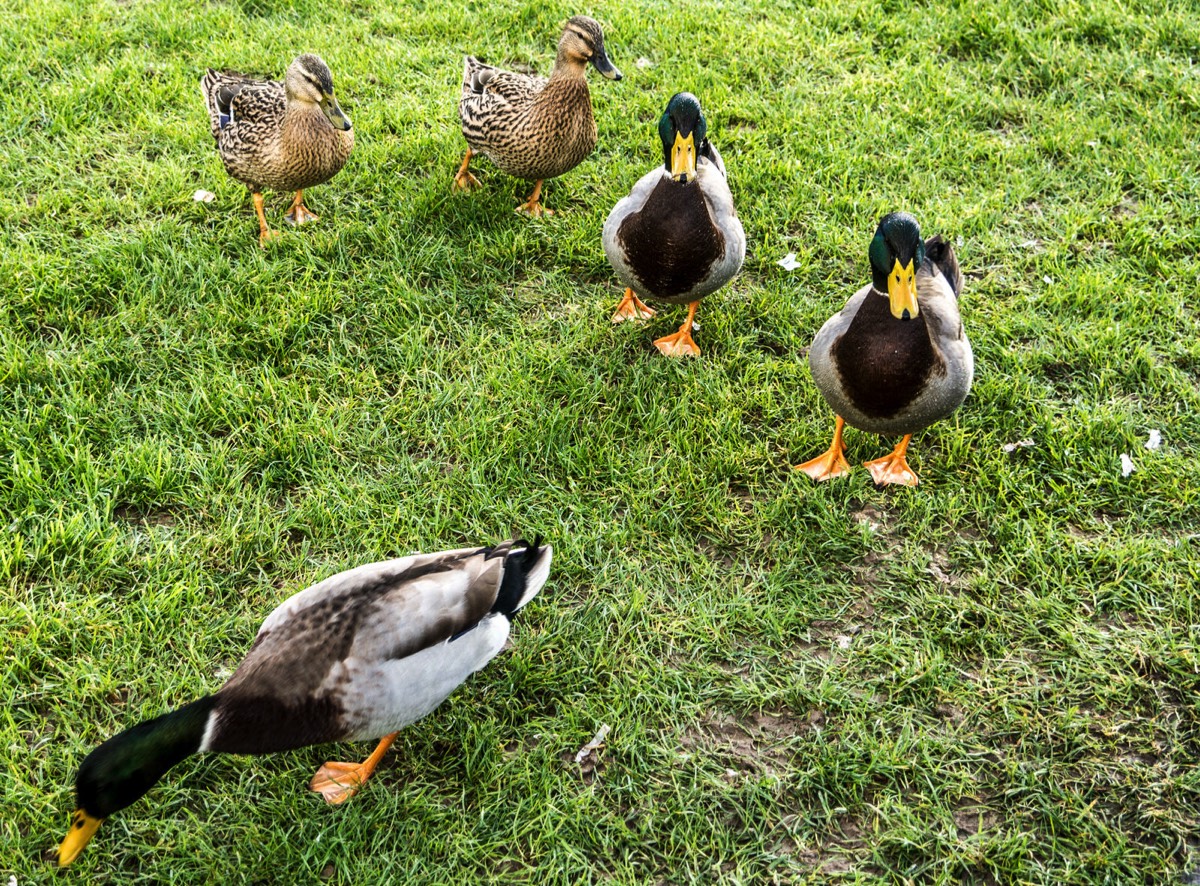 FAMILY OF DUCKS VISIT TRIM CASTLE 002