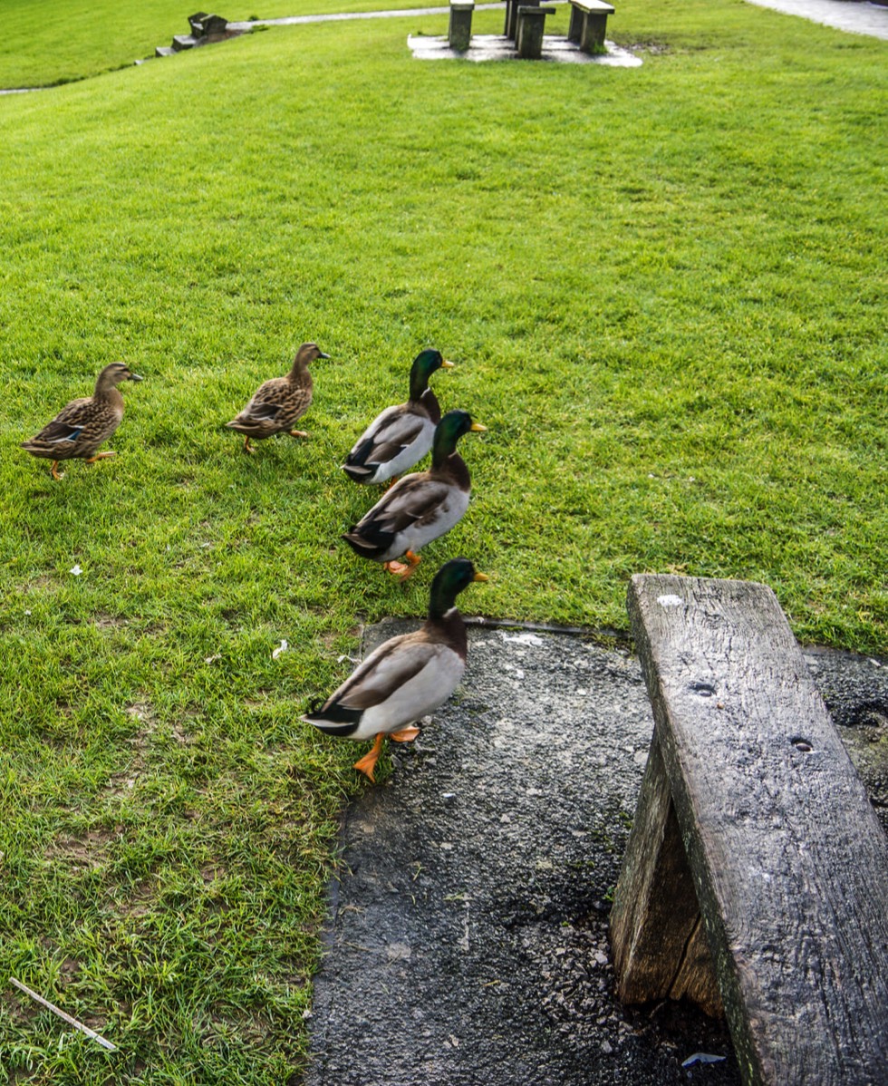 FAMILY OF DUCKS VISIT TRIM CASTLE 003