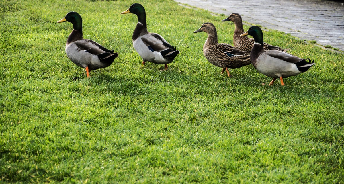 FAMILY OF DUCKS VISIT TRIM CASTLE 004