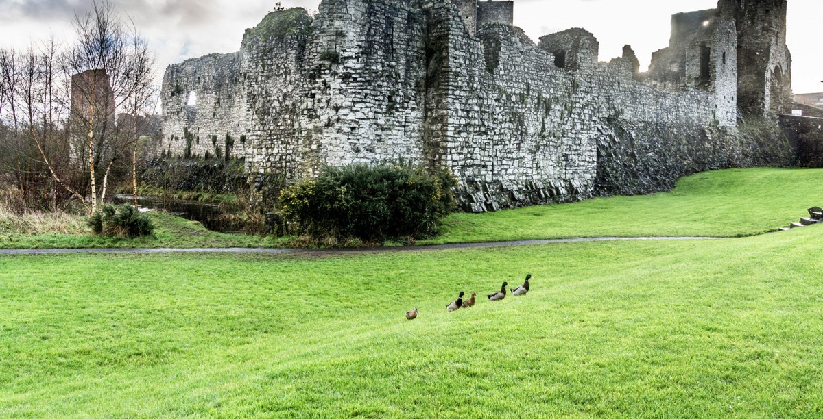 FAMILY OF DUCKS VISIT TRIM CASTLE 005