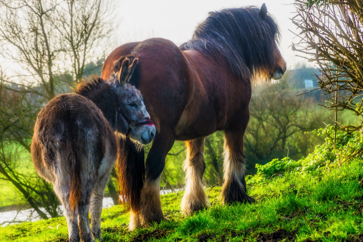 CHRISTMAS SCENE - HORSE AND DONKEY IN FIELD 002