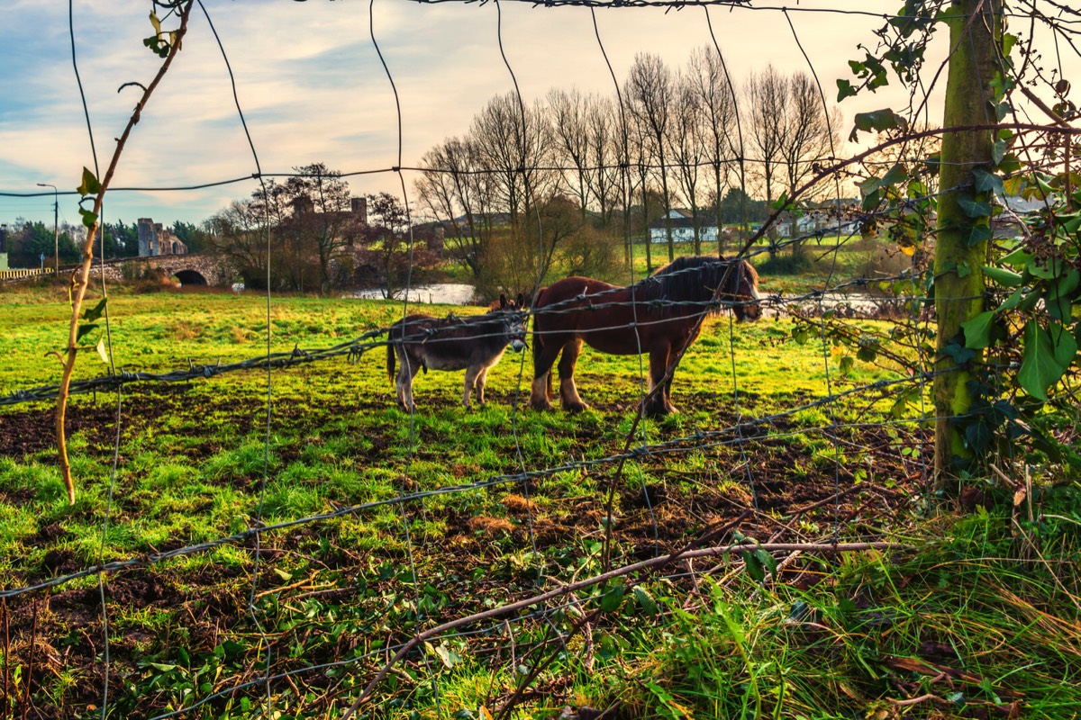 CHRISTMAS SCENE - HORSE AND DONKEY IN FIELD