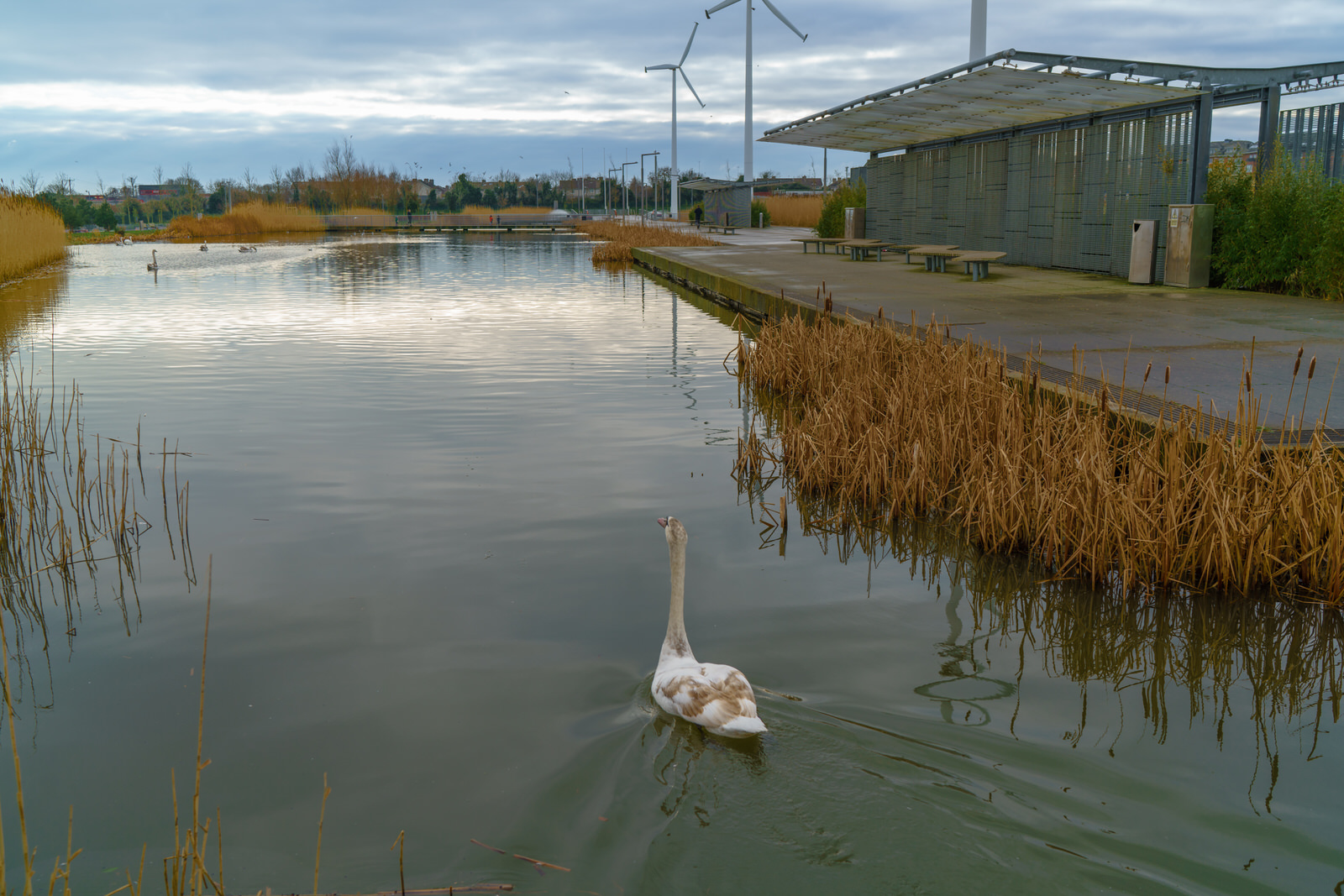 WILDLIFE IN CLONGRIFFIN - A SINGLE SWAN