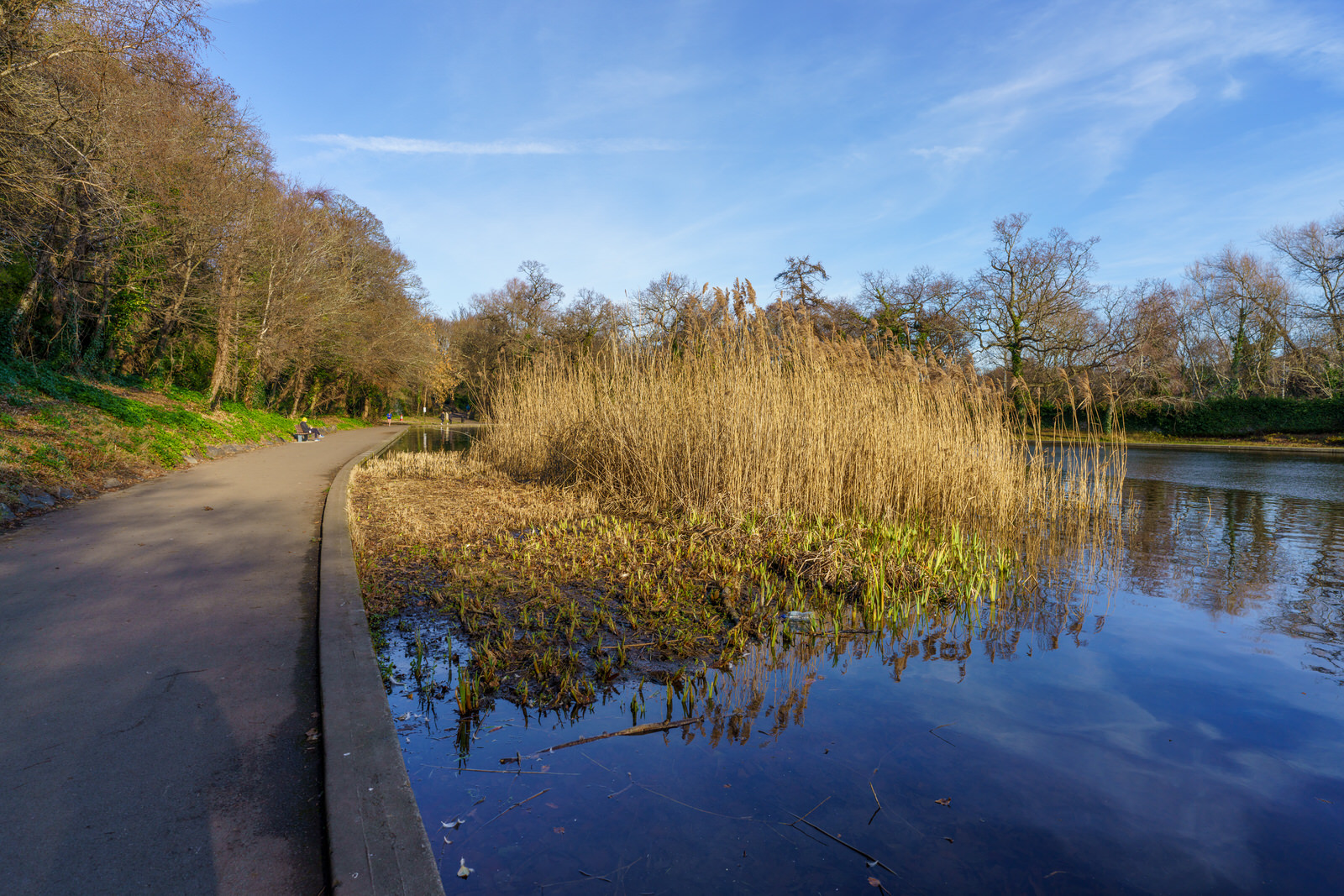 BUSHY PARK DUCK POND